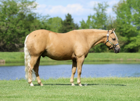 HorseID: 2280903 TR Nacho Business - PhotoID: 1055697
