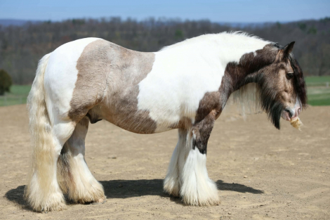 HorseID: 2280904 NORTHERN LIGHTS STARSCREAM - PhotoID: 1055717