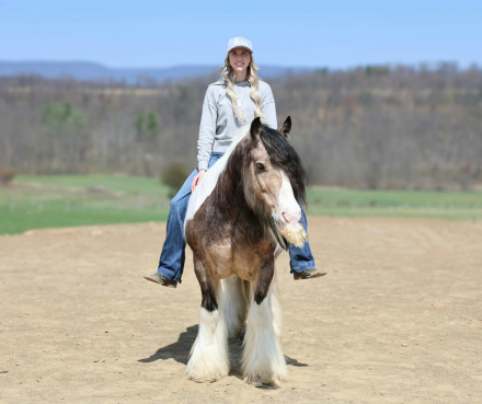HorseID: 2280904 NORTHERN LIGHTS STARSCREAM - PhotoID: 1055719