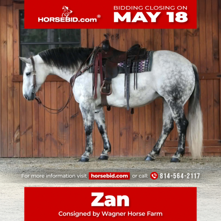 HorseID: 2280905 King kobra - PhotoID: 1055692