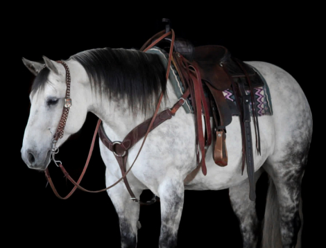 HorseID: 2280905 King kobra - PhotoID: 1055693