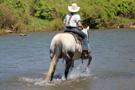 HorseID: 2280905 King kobra - PhotoID: 1055694