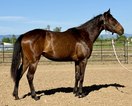 HorseID: 2283345 Sargents Roulette - PhotoID: 1081801