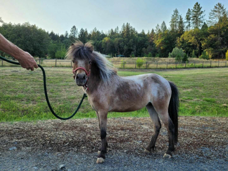 HorseID: 2285047 Esther of Israel - PhotoID: 1097787