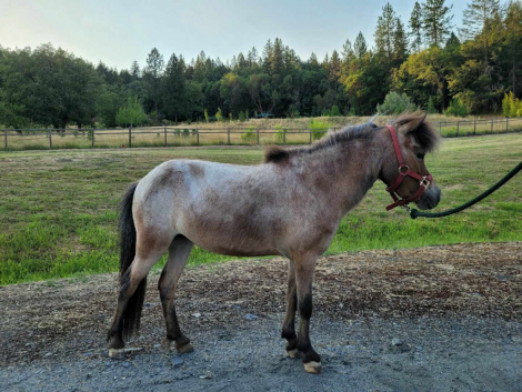 HorseID: 2285047 Esther of Israel - PhotoID: 1097789