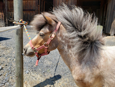 HorseID: 2285047 Esther of Israel - PhotoID: 1097790