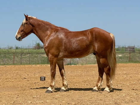 HorseID: 2287438 Poptart - PhotoID: 1064615