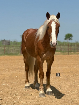 HorseID: 2287438 Poptart - PhotoID: 1064616