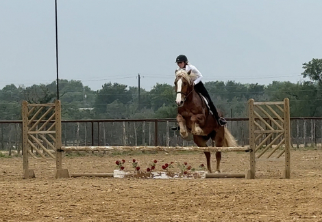 HorseID: 2287438 Poptart - PhotoID: 1064617
