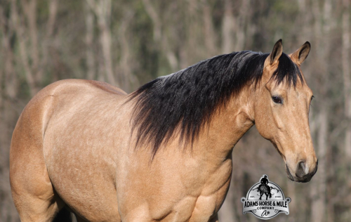 HorseID: 2287439 Trashy Jaks Peppy - PhotoID: 1064618