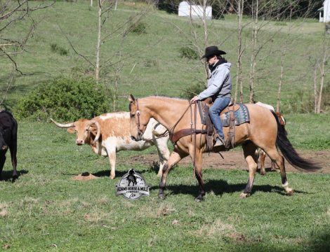 HorseID: 2287439 Trashy Jaks Peppy - PhotoID: 1064621