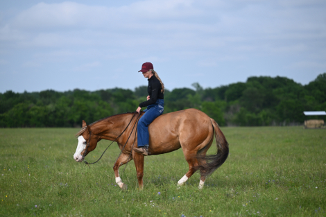 HorseID: 2287441 Holly Maq Gun - PhotoID: 1067947