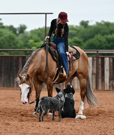 HorseID: 2287441 Holly Maq Gun - PhotoID: 1067948