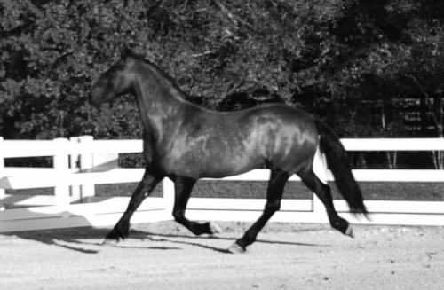 HorseID: 2288062 Remington Chayce - PhotoID: 1065402