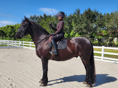 HorseID: 2288062 Remington Chayce - PhotoID: 1065403