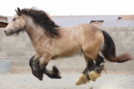 HorseID: 2289552 Hideaway The Firefly Filly - PhotoID: 1097426