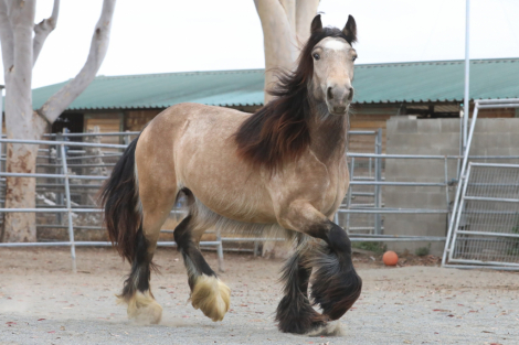 HorseID: 2289552 Hideaway The Firefly Filly - PhotoID: 1097427