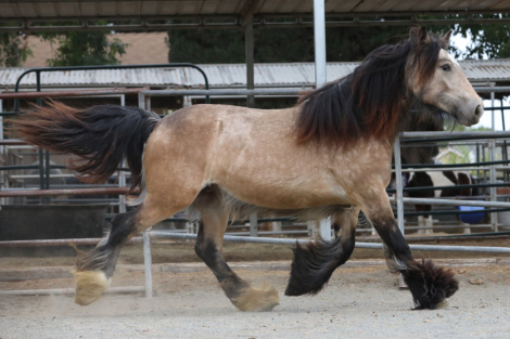 HorseID: 2289552 Hideaway The Firefly Filly - PhotoID: 1097428