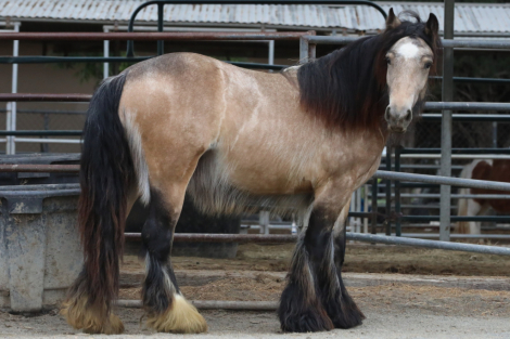 HorseID: 2289552 Hideaway The Firefly Filly - PhotoID: 1097429