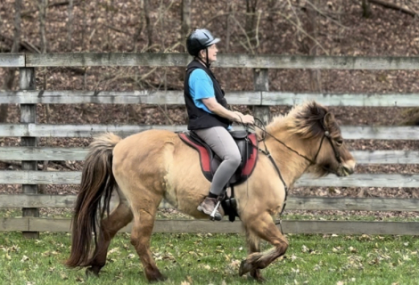 HorseID: 2289997 Sinna from Clear Springs Hollow - PhotoID: 1067983