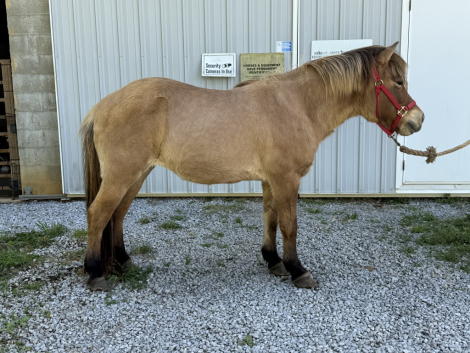 HorseID: 2289997 Sinna from Clear Springs Hollow - PhotoID: 1075084