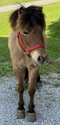 HorseID: 2289997 Sinna from Clear Springs Hollow - PhotoID: 1075085