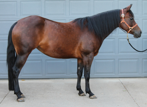 HorseID: 2291275 MyFreckles R Shining - PhotoID: 1098182