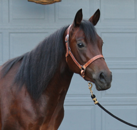HorseID: 2291275 MyFreckles R Shining - PhotoID: 1098184