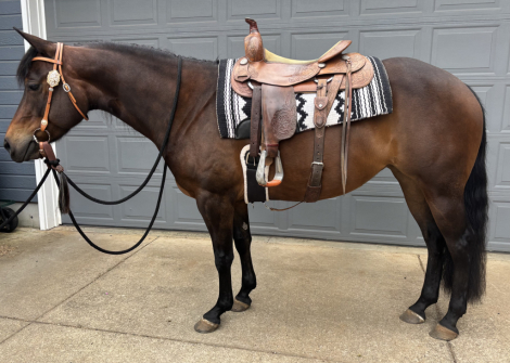 HorseID: 2291275 MyFreckles R Shining - PhotoID: 1098186