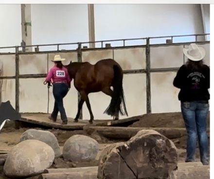 HorseID: 2291275 MyFreckles R Shining - PhotoID: 1098187