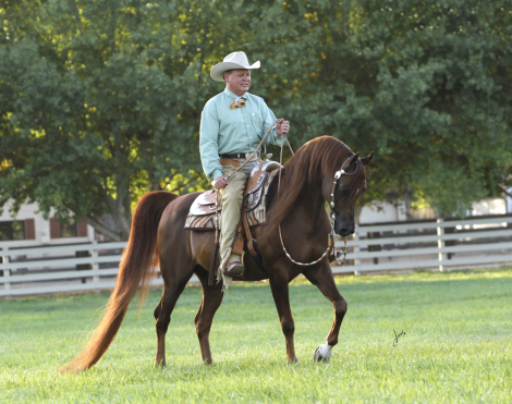 HorseID: 2291456 Gigi Jamaal - PhotoID: 1098794