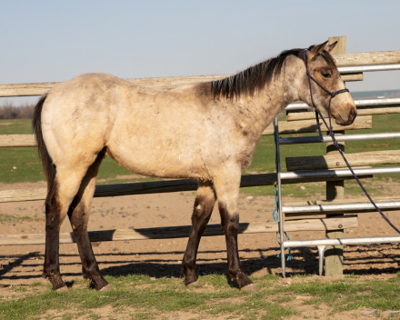 HorseID: 2293009 KT Bullet Proof - PhotoID: 1097567