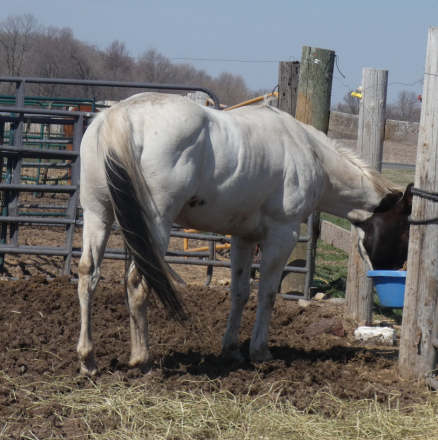 HorseID: 2293578 Beduino Bully - PhotoID: 1072989