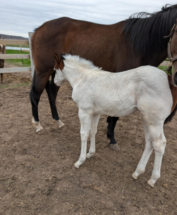 HorseID: 2293578 Beduino Bully - PhotoID: 1072990