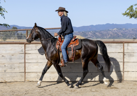 HorseID: 2293620 Apollo - PhotoID: 1098543