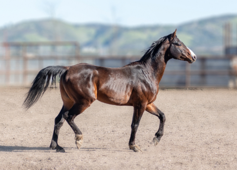 HorseID: 2293620 Apollo - PhotoID: 1098544