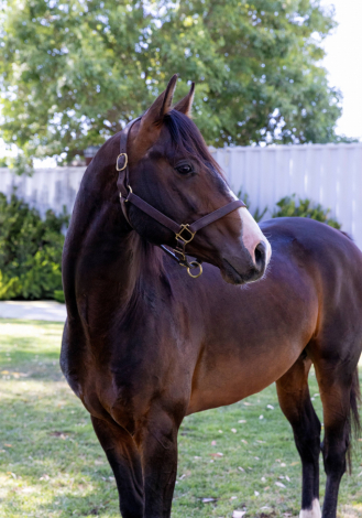 HorseID: 2293620 Apollo - PhotoID: 1098545