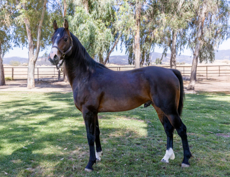 HorseID: 2293620 Apollo - PhotoID: 1098547