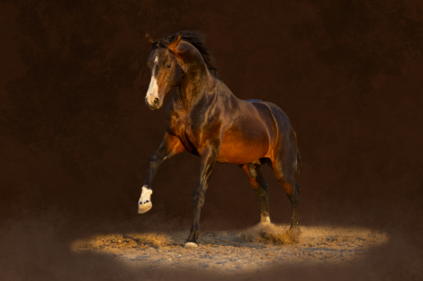 HorseID: 2293620 Apollo - PhotoID: 1098548
