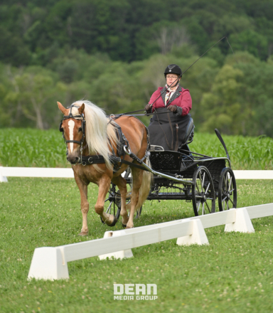 HorseID: 2293838 Savannah BL MTN Shores BOV - PhotoID: 1098591