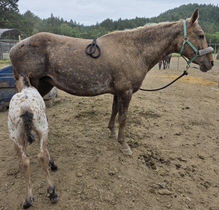 HorseID: 2293861 Bearcat Blackheart - PhotoID: 1074668