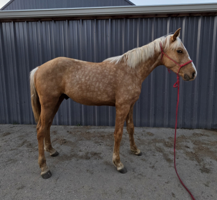 HorseID: 2294060 FFA'S Golden Boy BP - PhotoID: 1073540