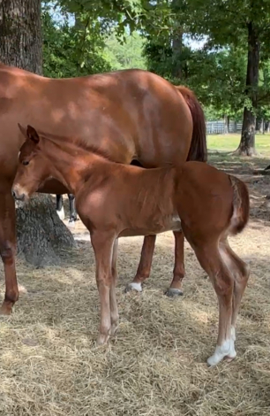 HorseID: 2294327 Bonita.- AQHA Reg name is pending - PhotoID: 1073688