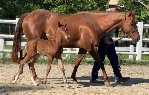 HorseID: 2294327 Bonita.- AQHA Reg name is pending - PhotoID: 1073689