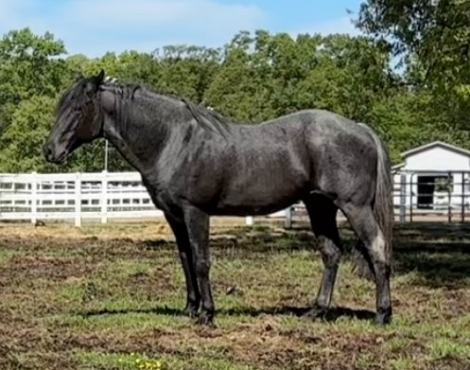 HorseID: 2294327 Bonita.- AQHA Reg name is pending - PhotoID: 1073690