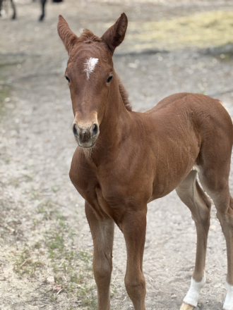 HorseID: 2294327 Bonita.- AQHA Reg name is pending - PhotoID: 1073691