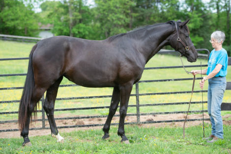 HorseID: 2294369 Bon Comete MFR - PhotoID: 1073749