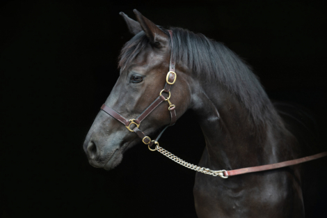 HorseID: 2294369 Bon Comete MFR - PhotoID: 1073750