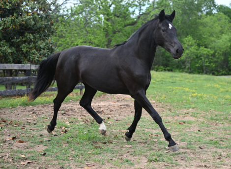 HorseID: 2294369 Bon Comete MFR - PhotoID: 1073751