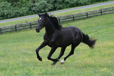 HorseID: 2294369 Bon Comete MFR - PhotoID: 1073752